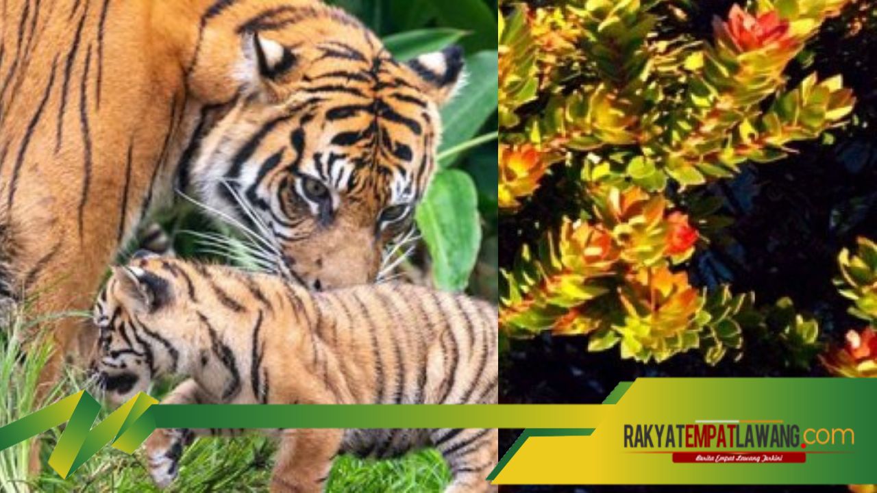 Misteri Gunung Dempo: Pohon Kayu Panjang Umur dan Kehadiran Siluman Manusia Harimau