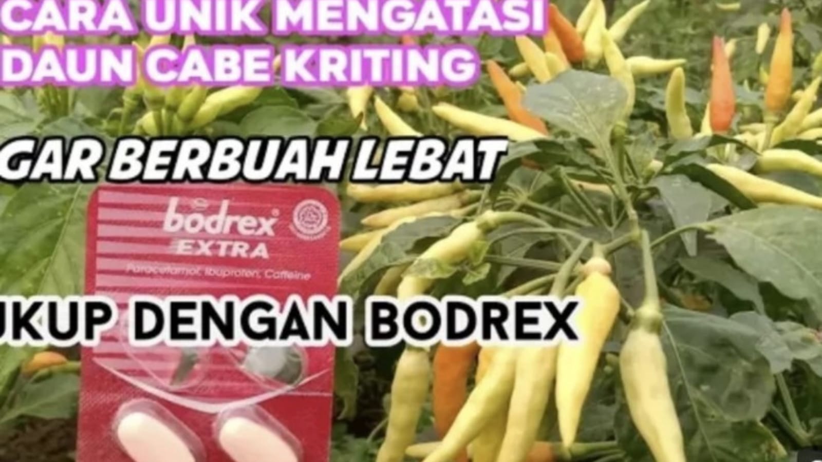 Bodrex: Rahasia Tersembunyi Mengatasi Keriting Daun Cabai, Bukan Hanya Obat Sakit Kepala!