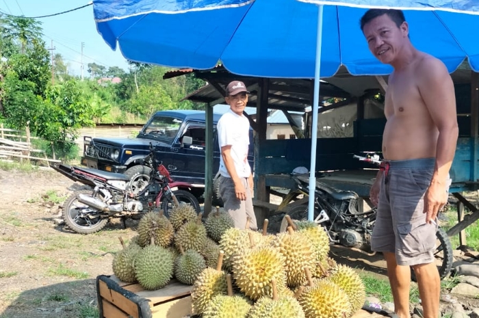 Wah Mantap Nih!! Empat Lawang Lagi Musim Durian, Cek Harga per-Buahnya