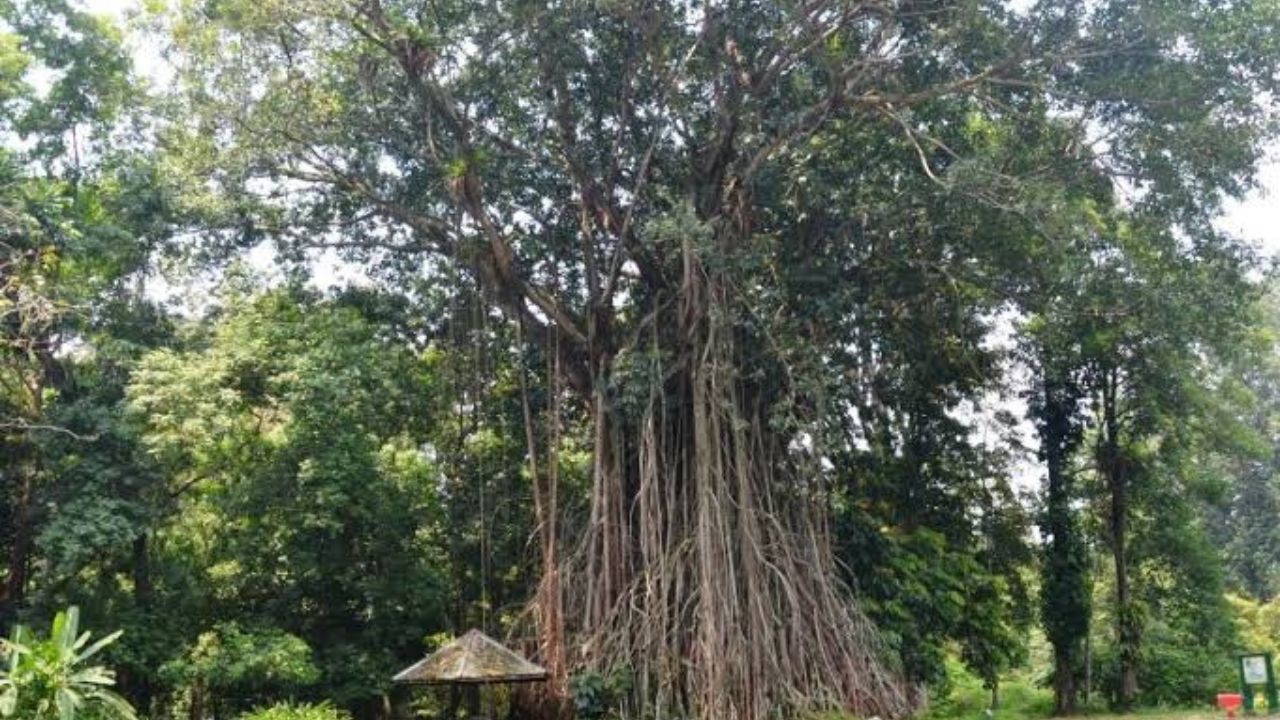 Misteri di Balik Pohon Beringin Berselimut Kain Bali di Tawangmangu