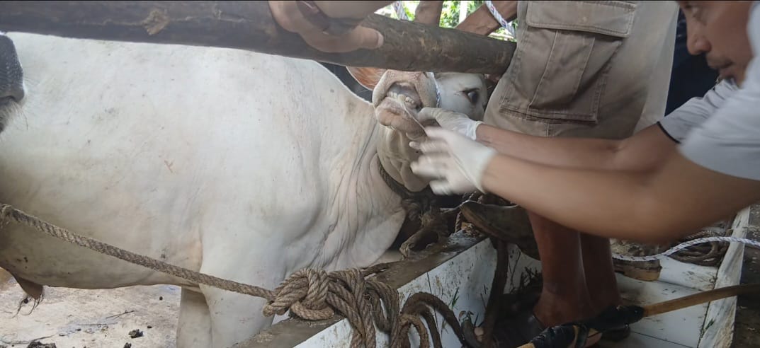 Dinas TPHP Muba Sidak Hewan Kurban Jelang Iduladha, Temukan Satu Kasus Belum Cukup Umur
