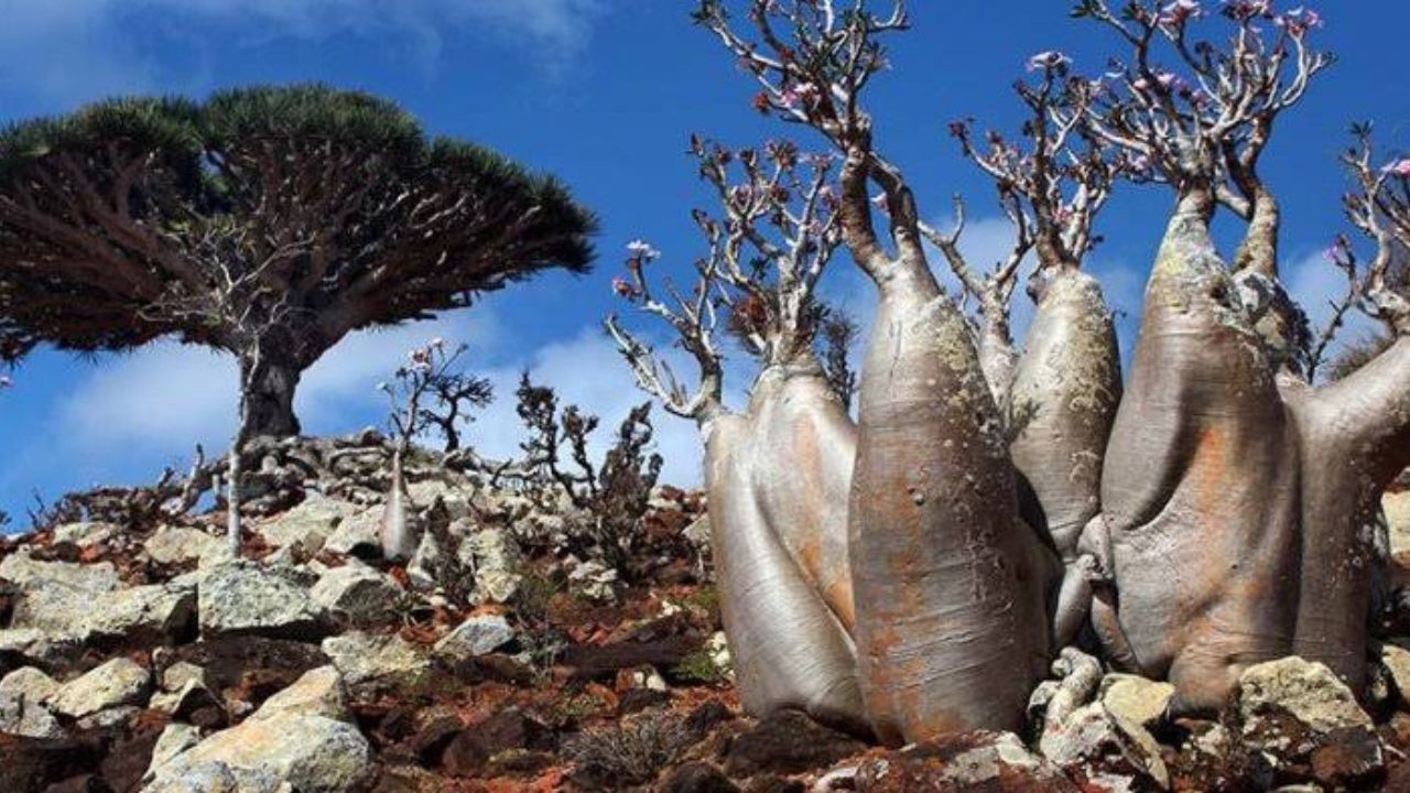 Pulau Socotra: Keindahan Alam dan Misteri Dajjal di Yaman