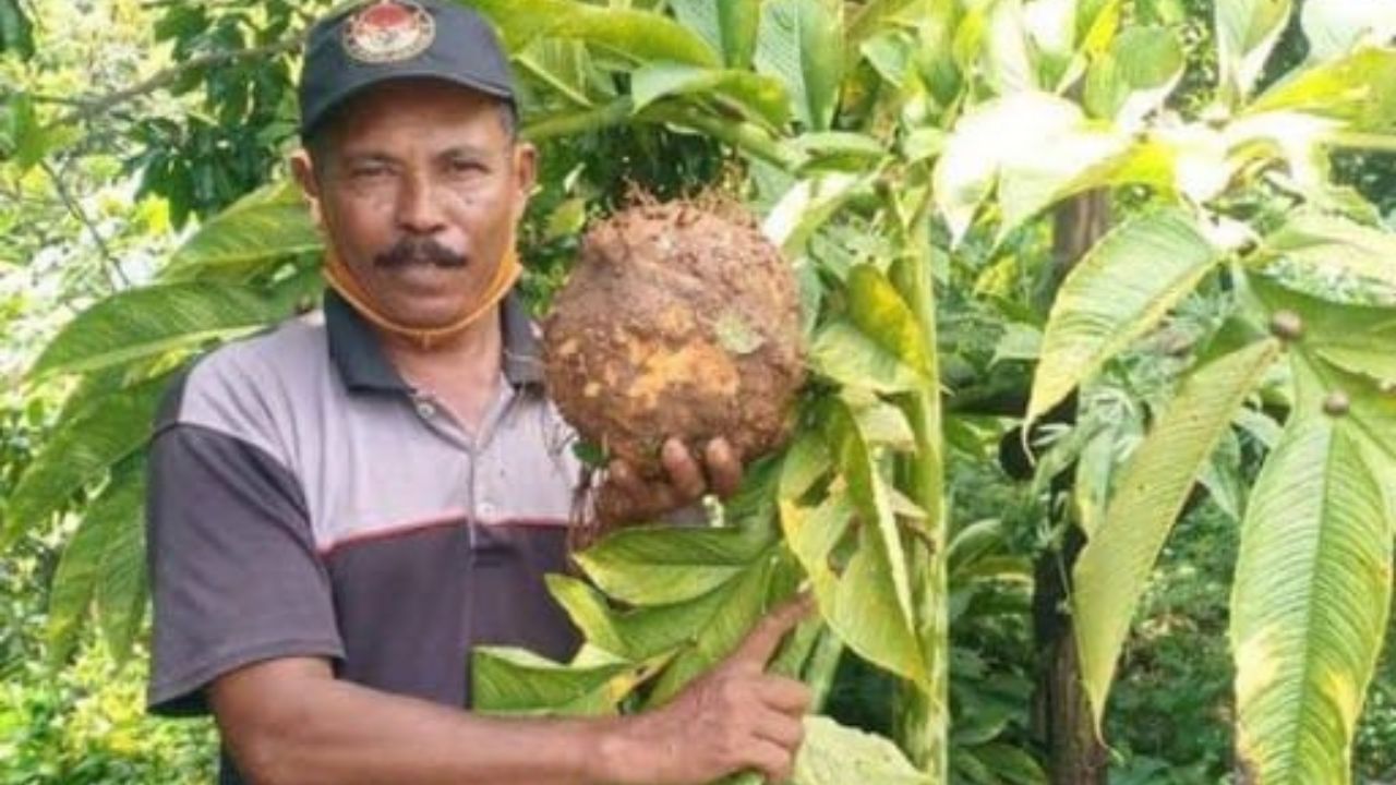 Budidaya Porang, Ide Bisnis Menjanjikan 