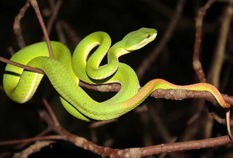 Mengenal Ular Viper Pohon Hijau, Ular Berbisa Khas Indonesia