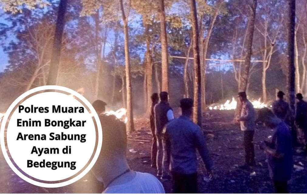 Polres Muara Enim Bongkar Arena Sabung Ayam di Bedegung