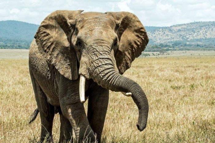Gajah Afrika, Raksasa yang Penuh Keunikan