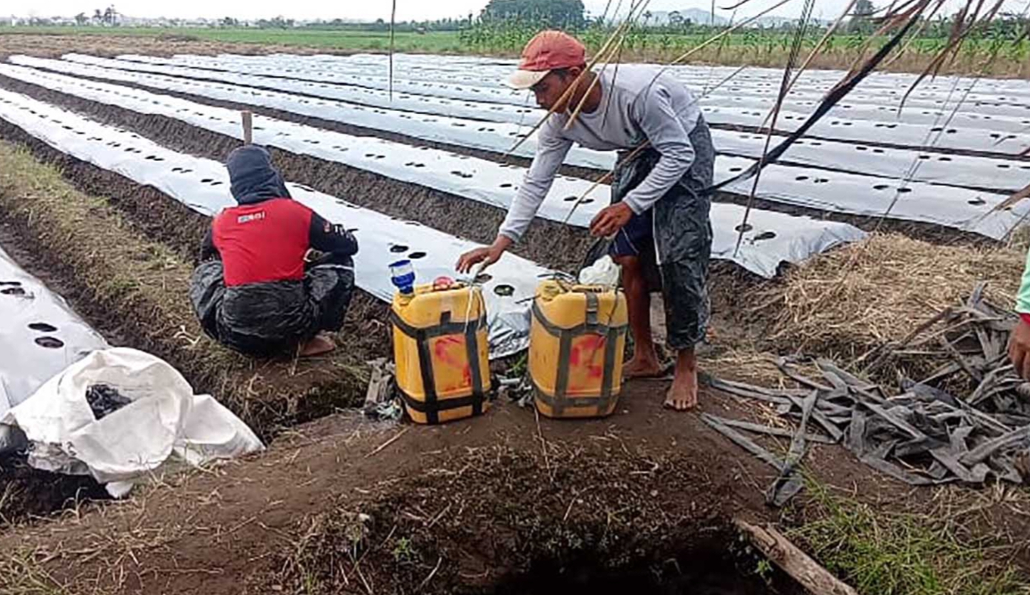 Petani Melon di Desa Sukakarya Gencar Lakukan Penyemprotan untuk Cegah Hama