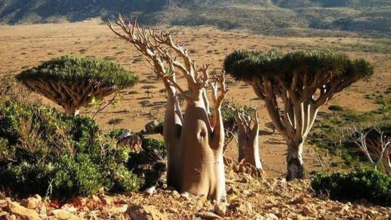 Keanekaragaman Flora dan Fauna Unik di Pulau Socotra