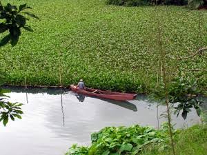 Keren Banget! Pesona Rawa Pening, Danau yang Memesona dengan Enceng Gondhok