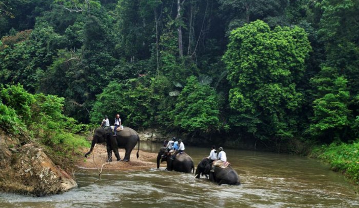 Taman Nasional Bukit Barisan Selatan, Tempat Tinggal Berbagai Flora Fauna Endemik Sumatera