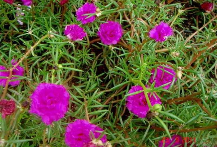 Portulaka, Bunga Pukul Sembilan yang Cantik dan Penuh Manfaat