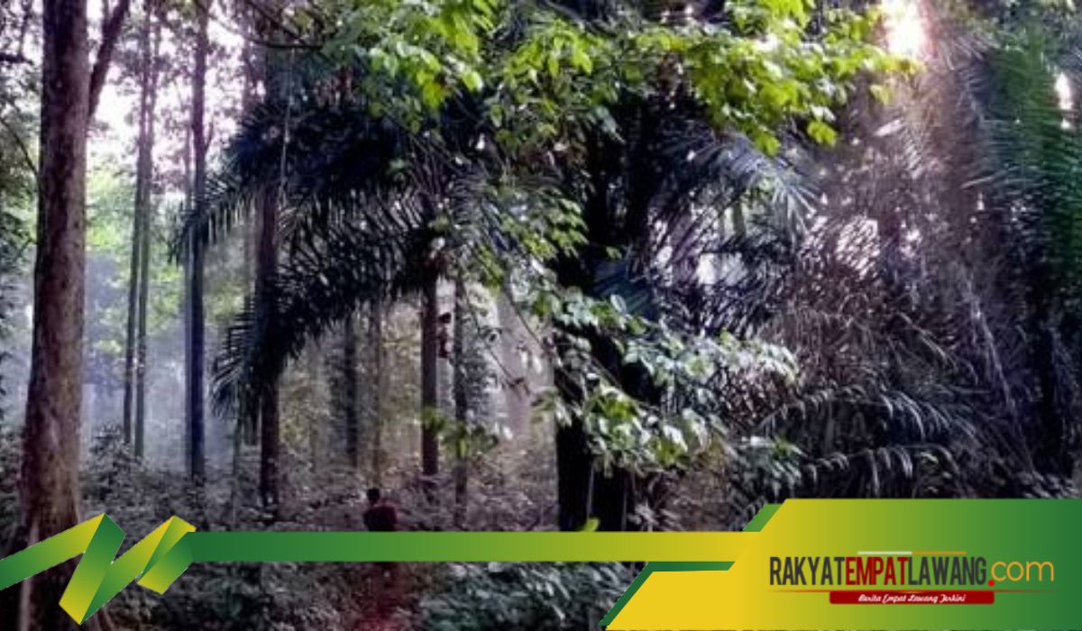 Misteri Hutan CIFOR di Dramaga: Pintu Gerbang Istana Gaib