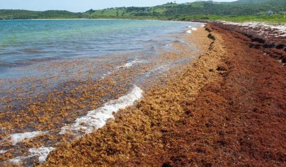 Misteri Laut Sargasso: Lautan yang Tidak Menyentuh Daratan