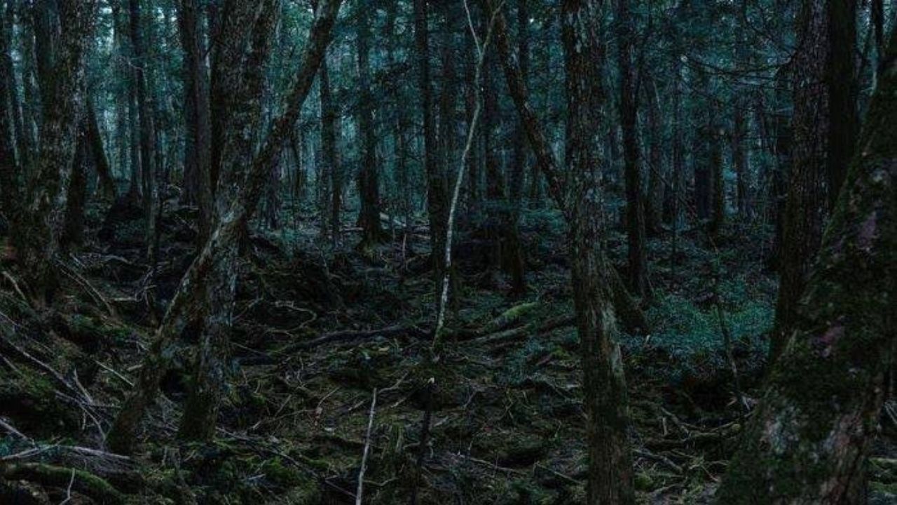 Kisah Mistis Hutan Sungai Bening: Mengungkap Misteri Alam yang Memikat