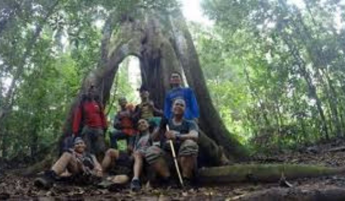 Misteri Gunung Halau-Halau: Pohon Besar yang Angker di Kalimantan Selatan
