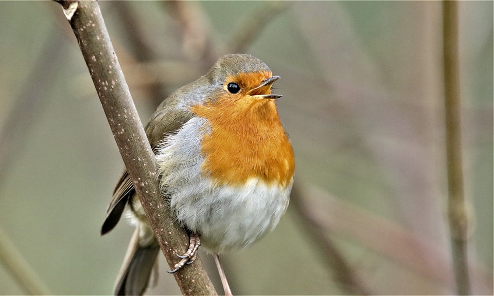 Mengapa Burung Robin Merah Mendominasi Taman di Inggris?