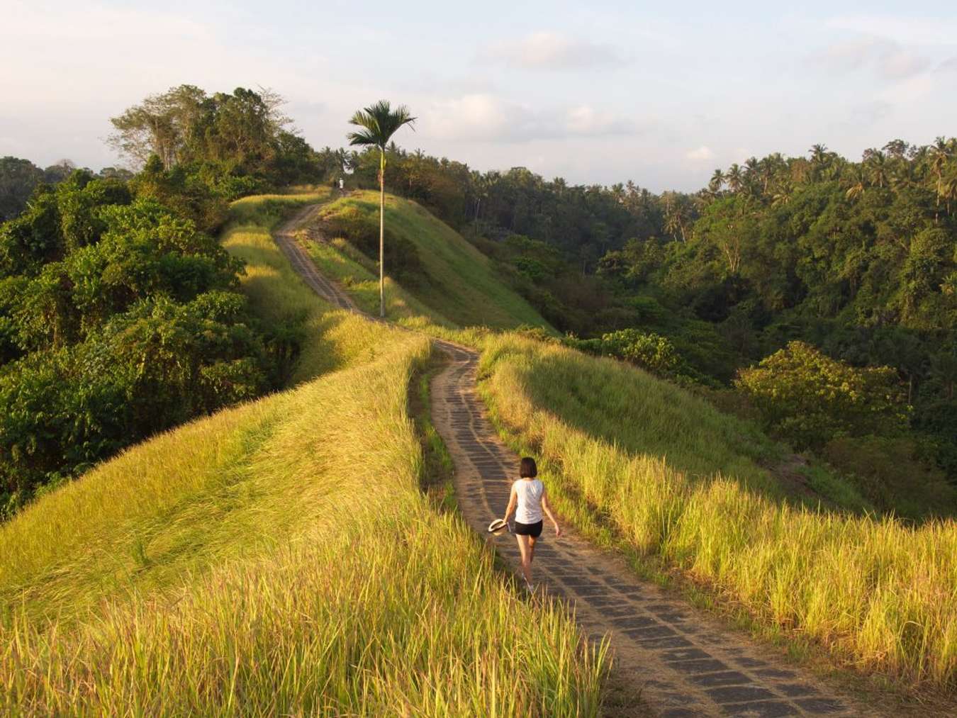 Menjelajahi Keindahan Alam Bali di Bukit Campuhan: Tempat Wisata yang Memikat Hatimu