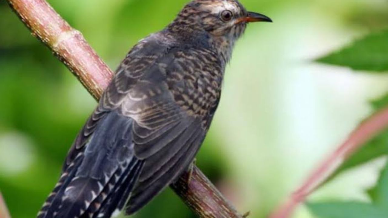 Fakta Unik tentang Burung Kedasih: Misteri di Balik Kedasih yang Menyendiri
