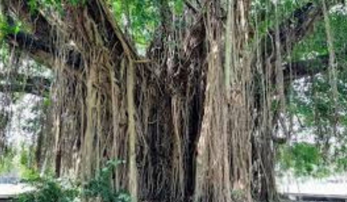 Mengungkap Mitos Pohon-pohon Di Indonesia Yang Sering Di Huni Makhluk Gaib 