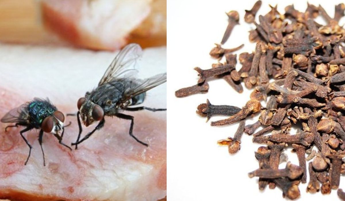 Berikut Deretan Bumbu Dapur sebagai Solusi Alami Mengusir Lalat
