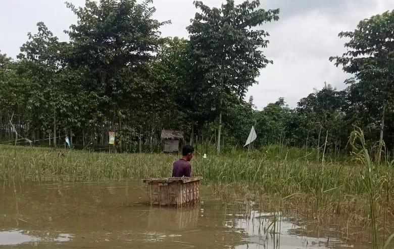 Ratusan Hektare Sawah di PALI Terendam Banjir, Petani Terancam Gagal Panen