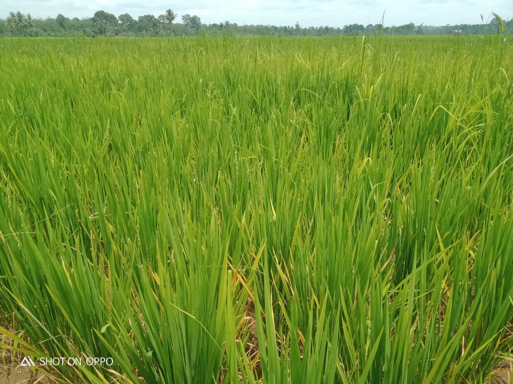 Panen Padi Terancam Gagal