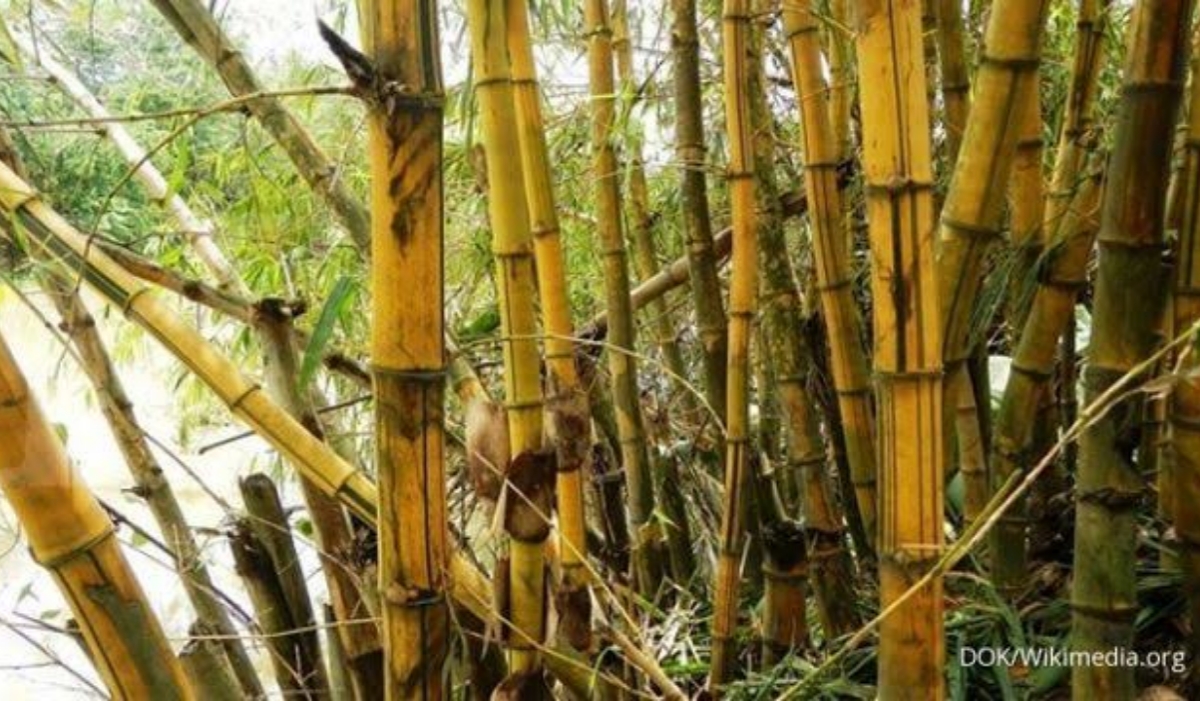 Ada 5 Misteri Pohon Bambu Kuning, Simbolisme dan Kepercayaan yang Membungkusnya