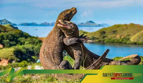 Petualangan di Pulau Komodo, Habitat Sang Naga Purba