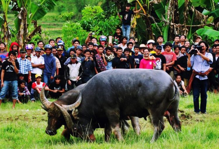 Mapasilaga Tedong, Tradisi Unik Adu Kerbau di Tana Toraja