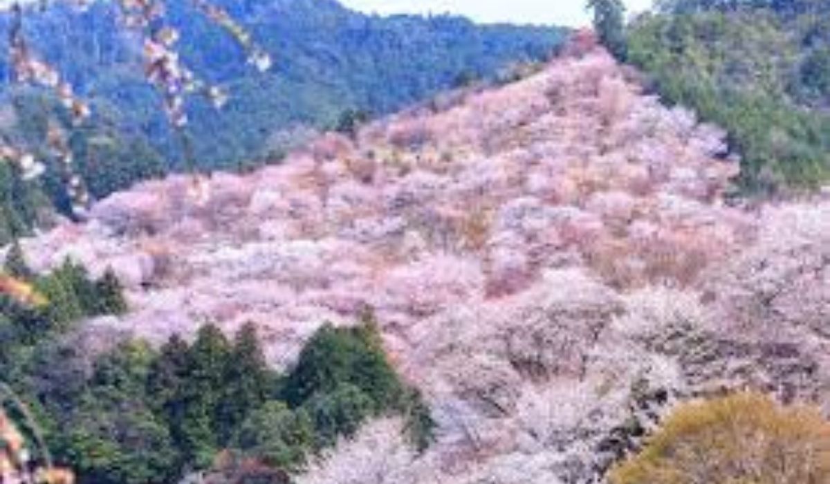 Mengulik Gunung Yoshino: Surga Bunga Sakura di Nara, Jepang