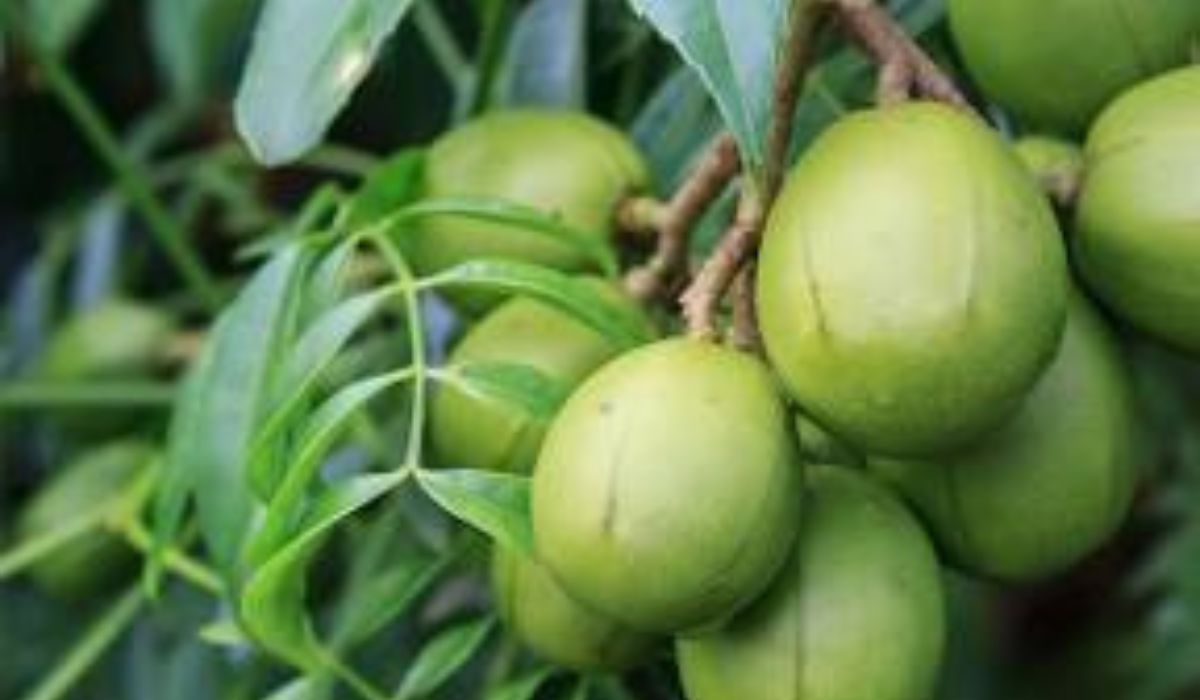 Berikut 10 Manfaat Buah Kedondong bagi Kesehatan