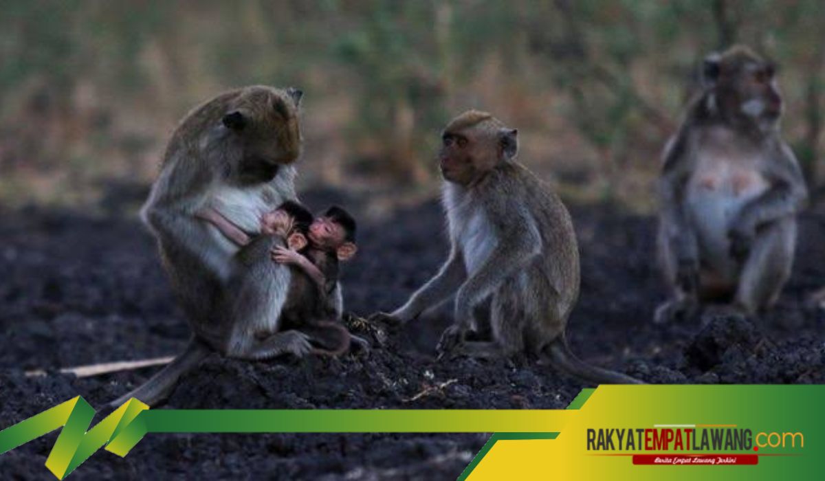 Menelisik Misteri Gunung Kawi: Legenda Monyet Pesugihan