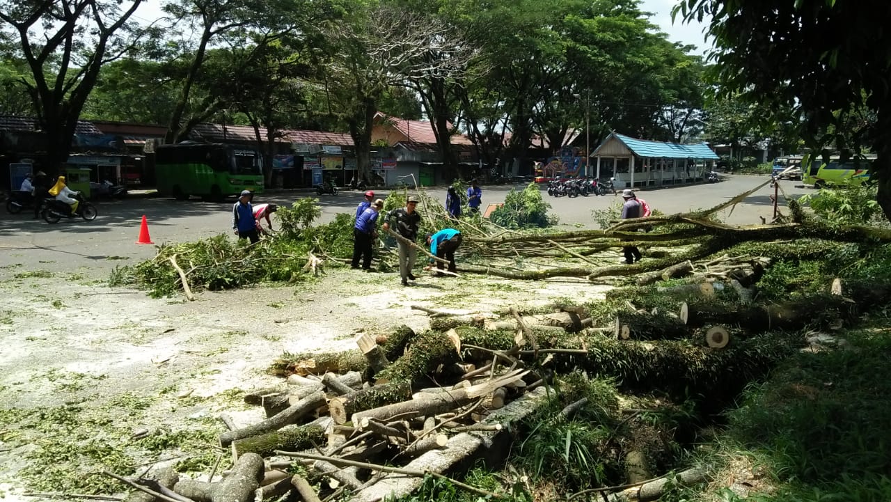 Berpotensi Membahayakan, Pokok Pohon Dipangkas 