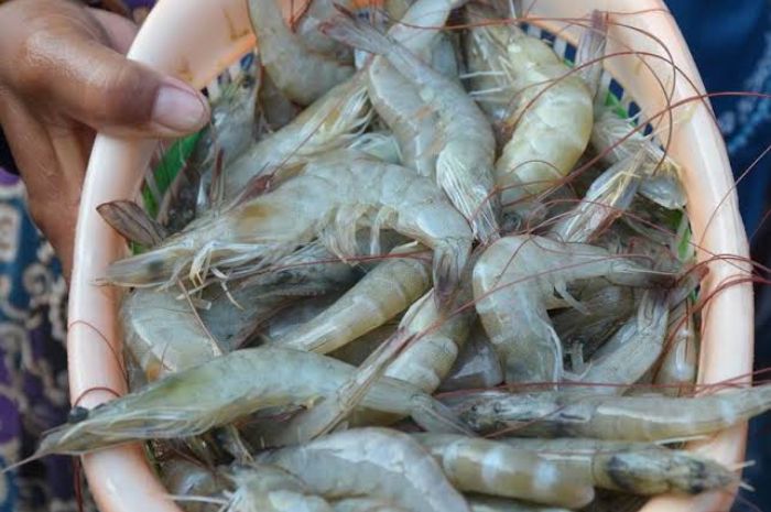 Manfaat Konsumsi Udang yang Sehat dan Kaya Sumber Nutrisi