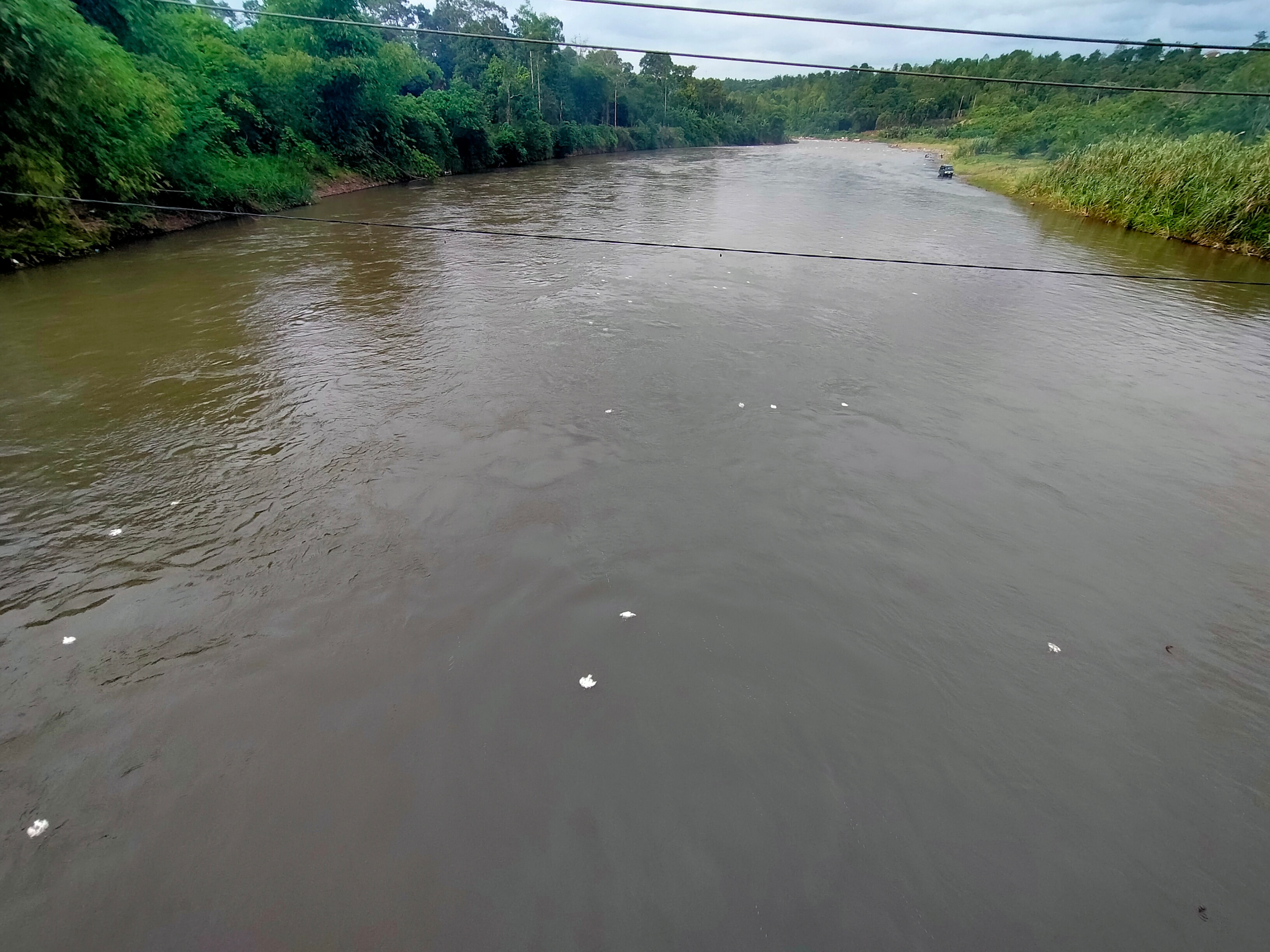 Ratusan Ekor Bangkai Ayam Dibuang ke Sungai