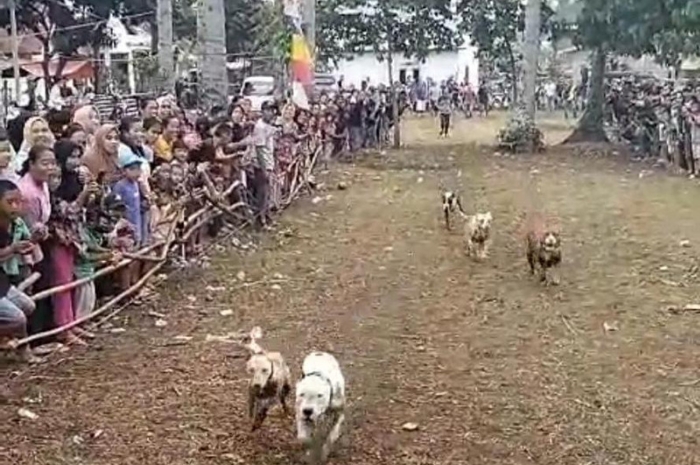 UNIK! Meriahkan HUT RI ke-78, Pemdes dan Karang Taruna Desa Sawah Gelar Pacu Anjing