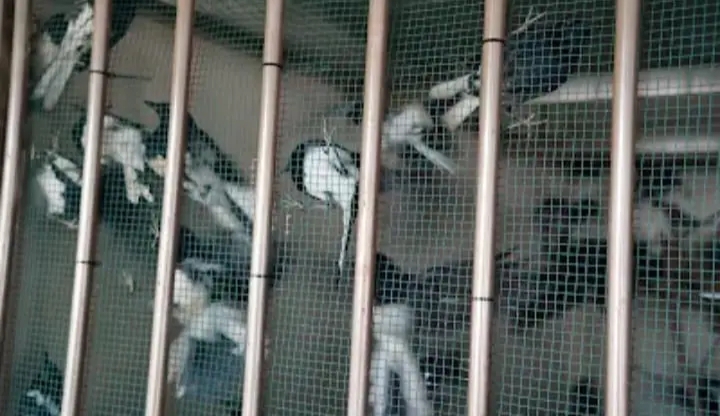 Gagalkan Penyelundupan Dini Hari, Karantina Kalbar Amankan 705 Ekor Burung Ilegal