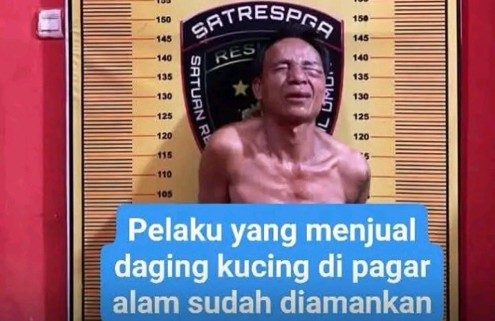 Polisi Pagar Alam Tangkap Penjual Daging Kucing, Akui Sembelih 100 Ekor