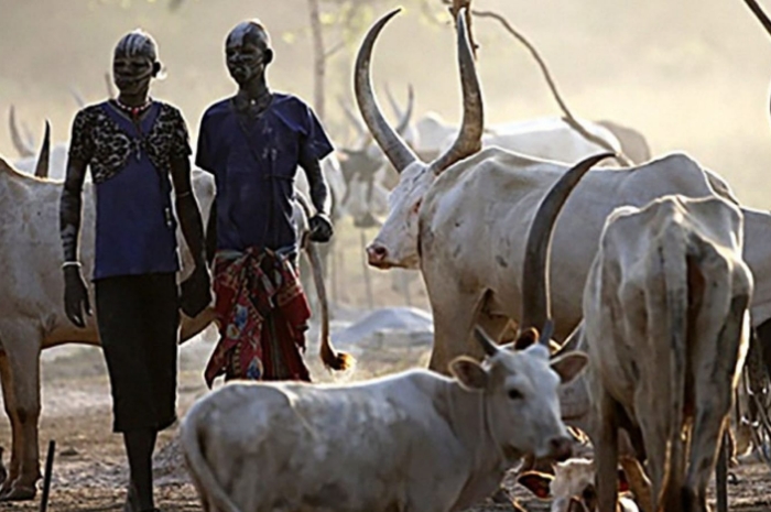 Tradisi Aneh Suku Dhinka Sudan: Menginjak Kotoran Sapi Sebagai Upacara Pemuda Dewasa