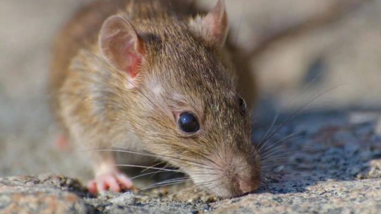Cara Alami Mengusir Tikus dari Rumah