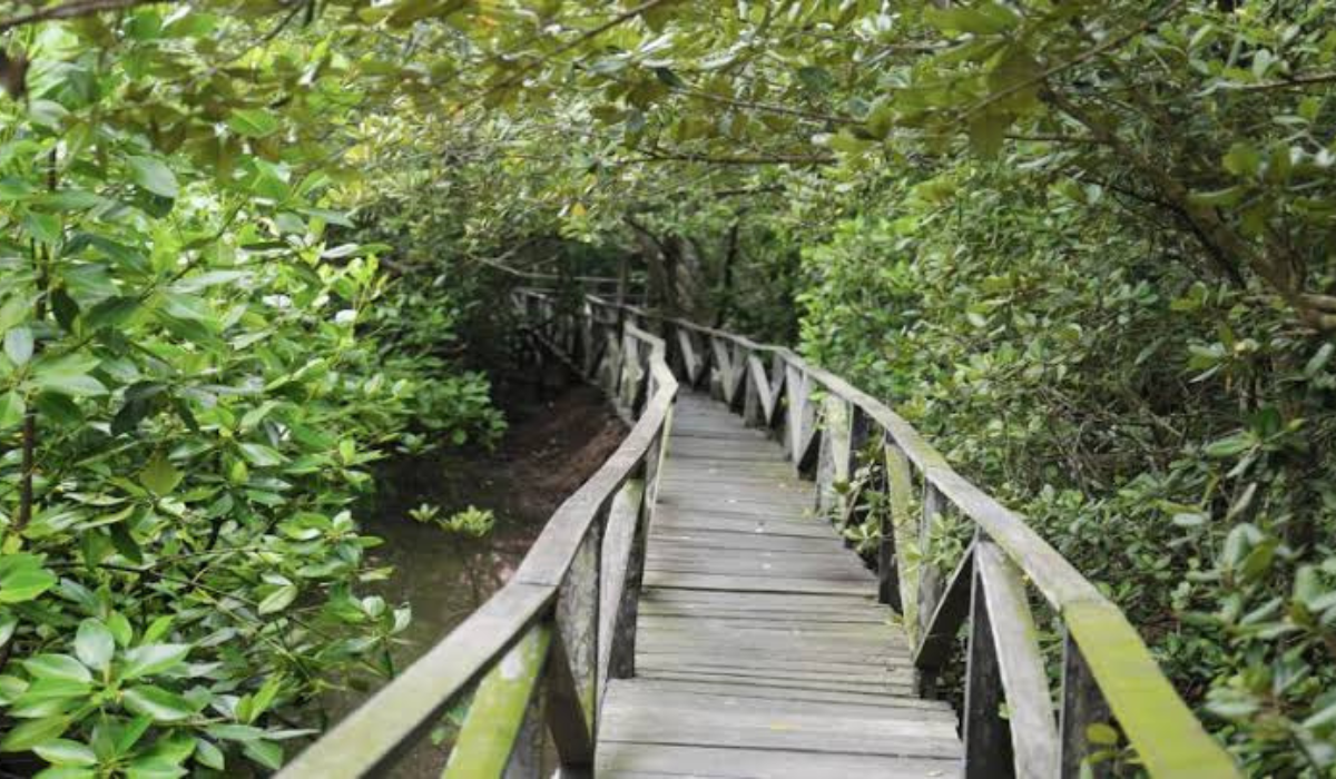 Misteri dan Keajaiban Hutan Bakau di Balikpapan: Antara Kehidupan Alam dan Legenda Gaib