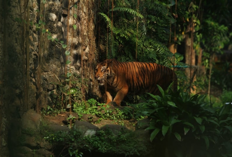 Misteri dari Pedalaman Hutan Sumatera yang Masih Tersembunyi