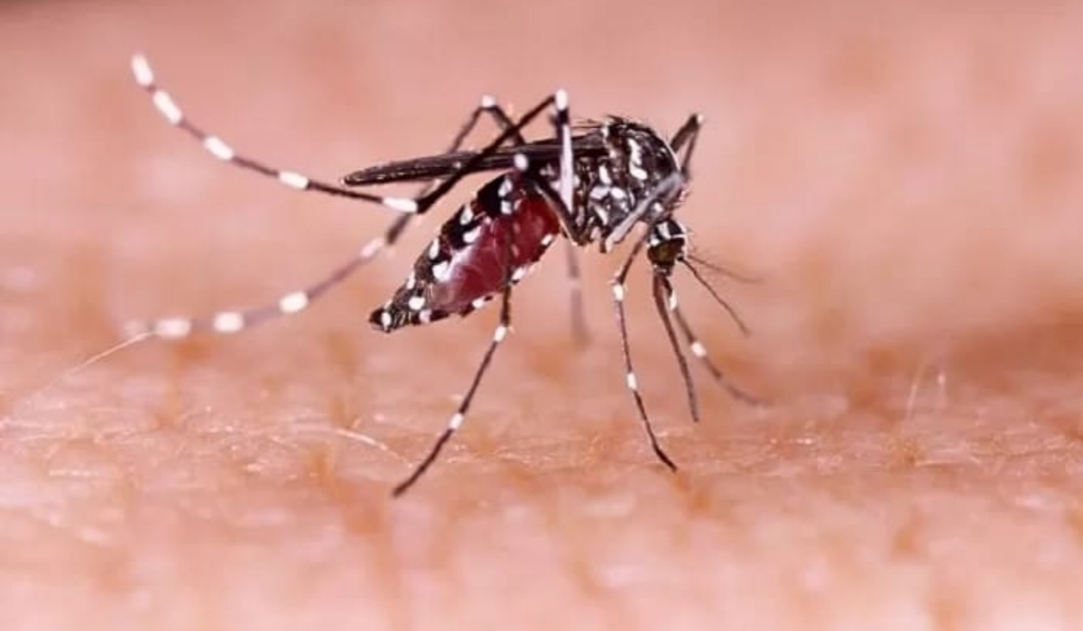 Kemenkes RI Meluncurkan Program Penanggulangan DBD dengan Penyebaran Nyamuk Wolbachia di Lima Kota
