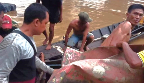 Tragedi Serangan Buaya di Sungai Parung Dawas, Satu Warga Tewas