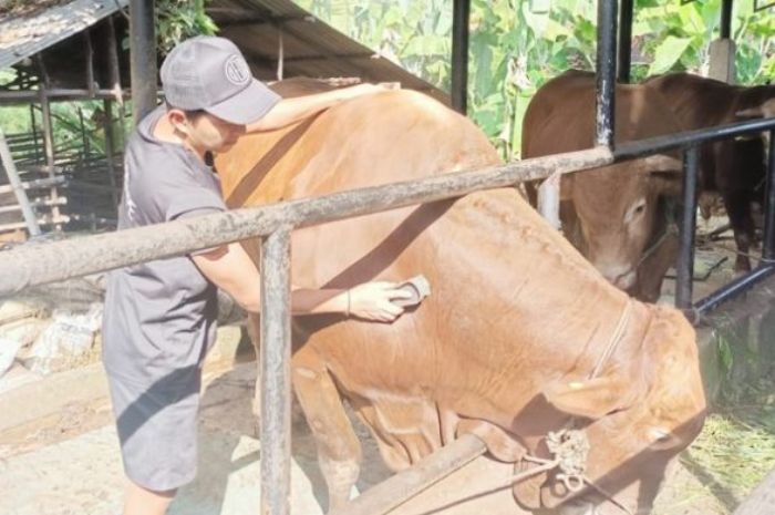 Kenalan Yuk!! Bruno Sapi Kurban Milik Presiden Jokowi di Provinsi Jambi