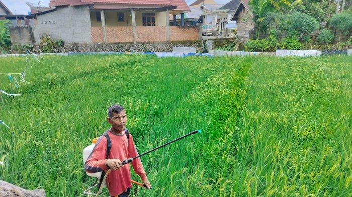 Petani Lubuklinggau Sambut Musim Panen dengan Optimisme Meski Dihantui Hama