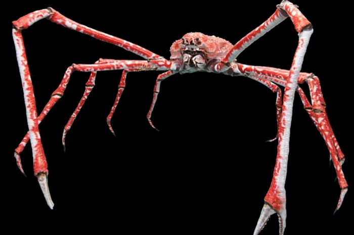 Kepiting Laba-laba Jepang, Hewan Misterius dengan Ciri Unik