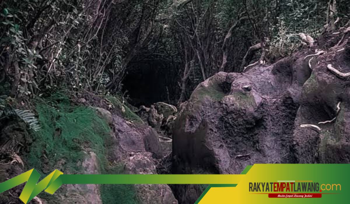 Yuk Simak Disini Misteri di Balik Pohon Bolong Gunung Kerinci