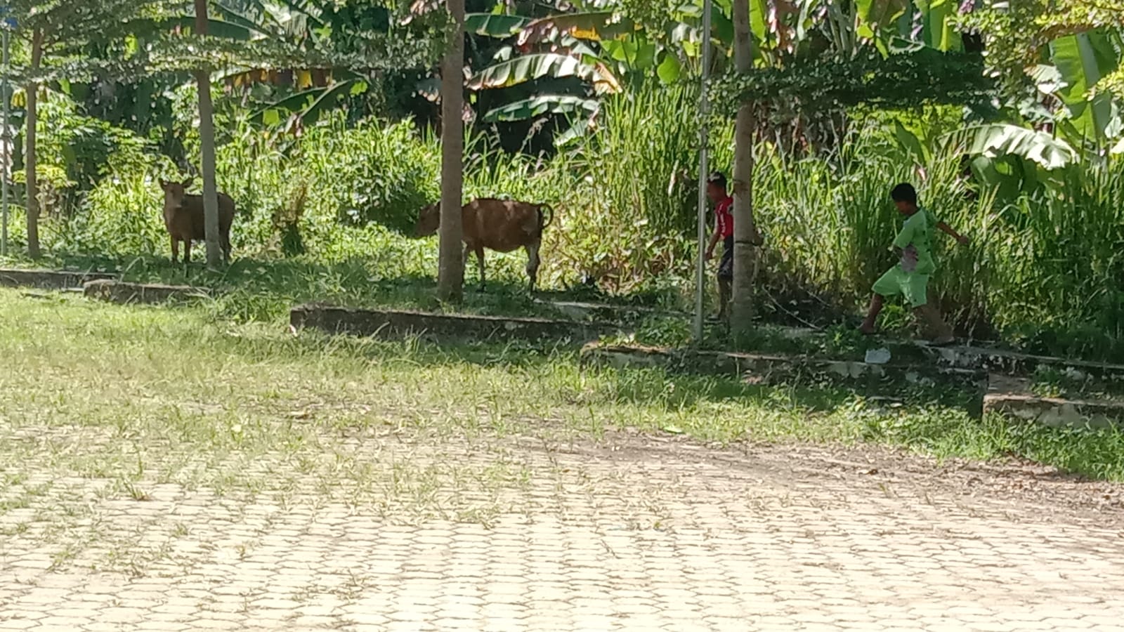 Salah Target, Taman Agro Wisata Pulo Mas Justru Dikunjungi Sapi