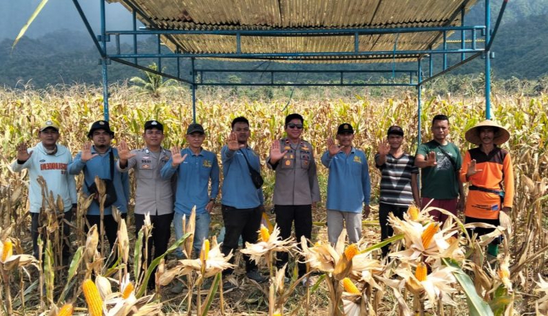Kapolsek Paiker Tinjau Persiapan Panen Raya Jagung Nasional di Talang Randai